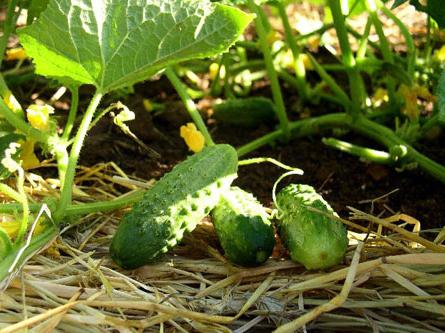 Pěstování okurky: tajemství úspěchu