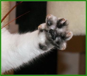 Domácí zvíře - chinchilla cat