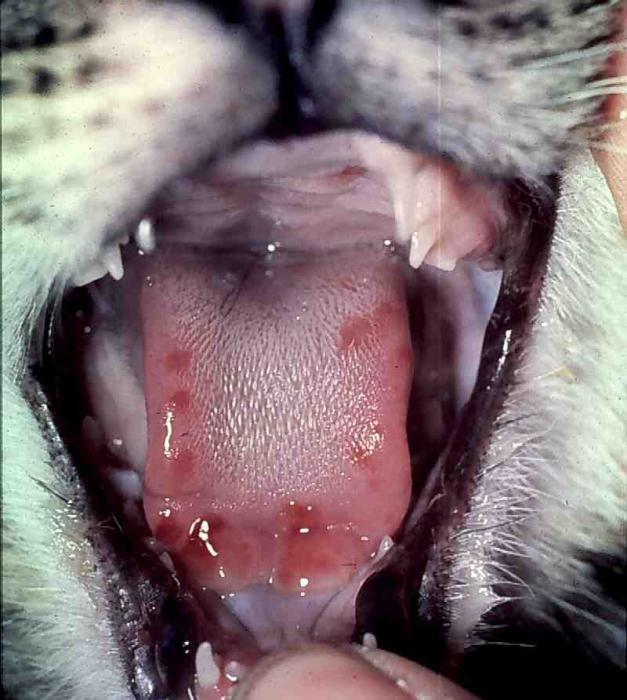 kalcevirové infekce u koček