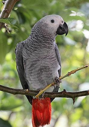 Jak dlouho trvá papoušek v zajetí?