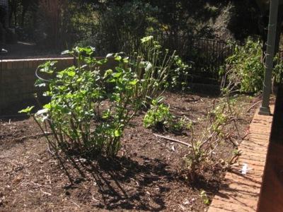 Co je třeba na podzim u rostlin amatérské záhradky: užitečné tipy