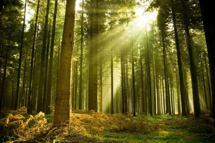 Tlumočení snů: Jaký je sen o lese