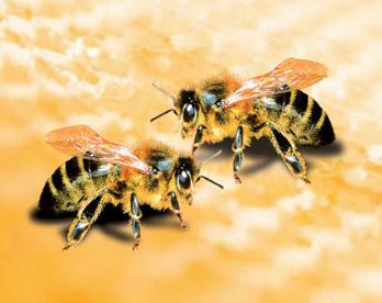 Tlumočení snů: Co včely o snu