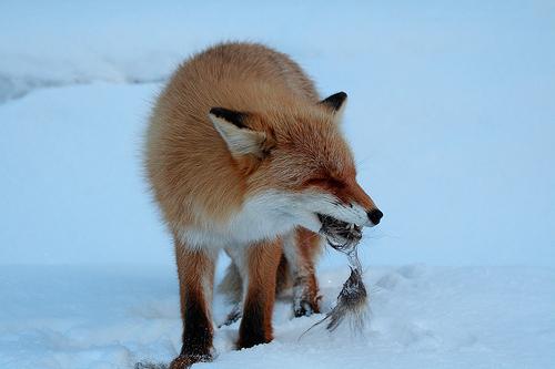 liška v lese v zimě