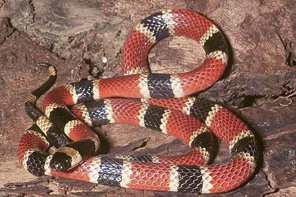 Velmi jedovatý had rodiny aspididů: někteří zástupci a jejich nebezpečí