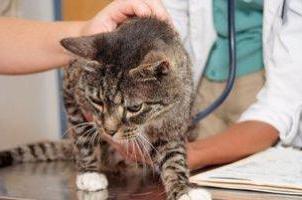 Mykoplazmóza u kočky: příznaky a léčba