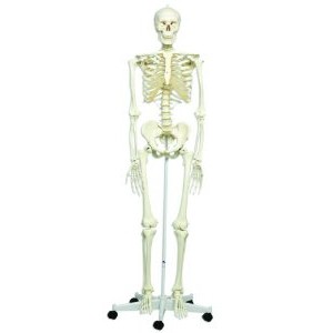 Kolik kostí v lidském těle celkem